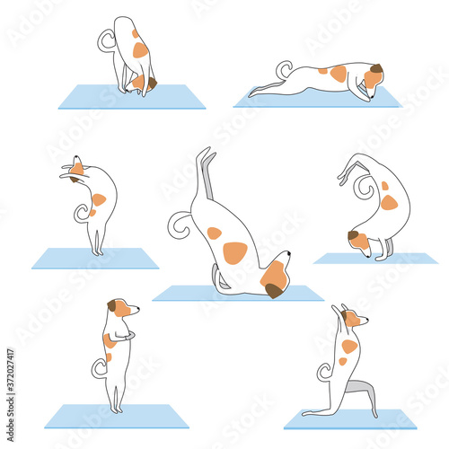 Jack russell terrier doing yoga or asana as an end to sport, health, activity, flat or linear vector illustration isolated on white background for design