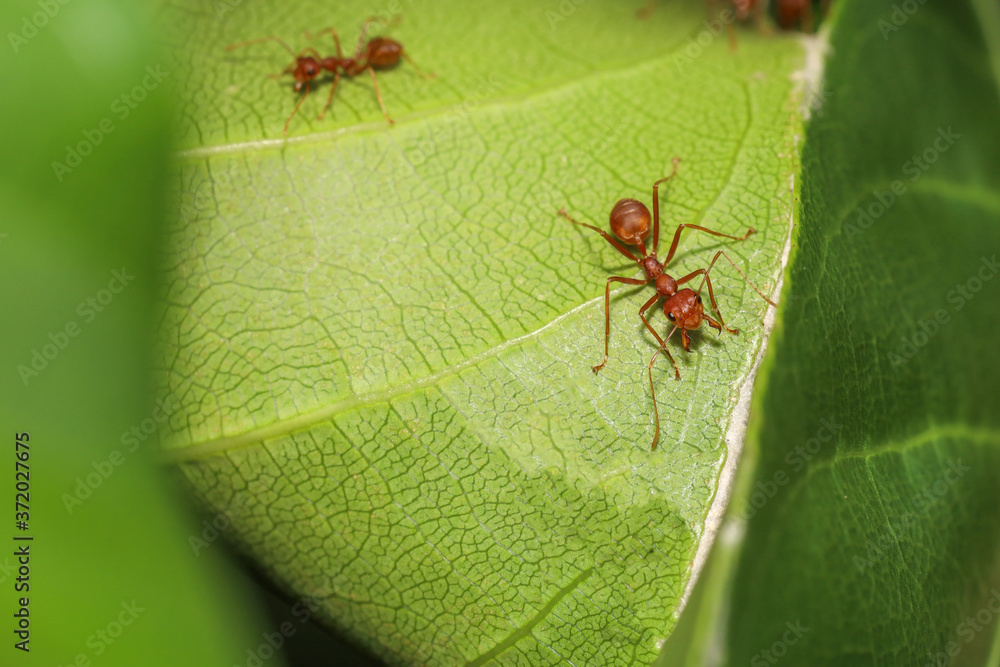 Close up red ant on green leaf in nature at thailand Close up red ant on green leaf in nature at thailand