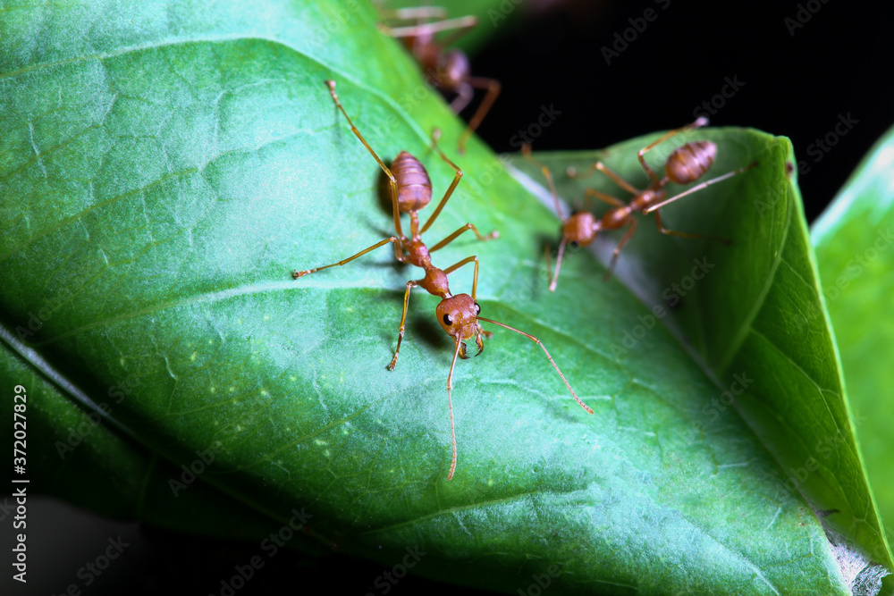 Close up red ant on green leaf in nature at thailand Close up red ant on green leaf in nature at thailand
