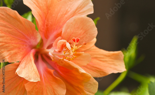 front view  close up of a tropical  single  orange  hibiscus blooming  flower 