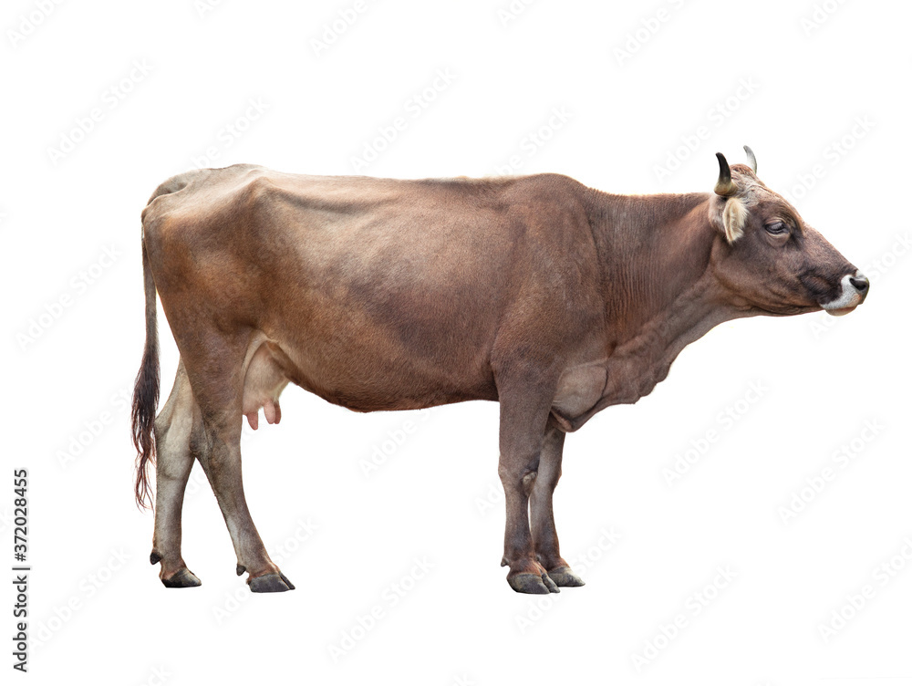 Fototapeta premium Brown cow isolated on white background.