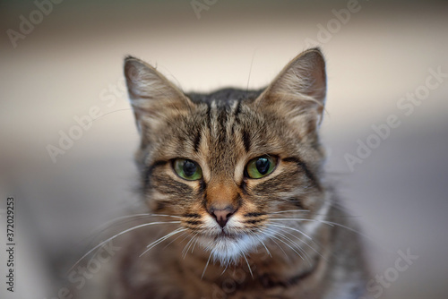 Portrait of a young gray cat. Close-up photographed. © shymar27