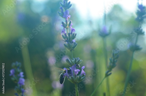 Lavender flower close up in a field in Provence France against a blue sky background.