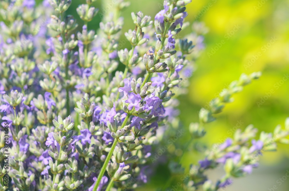 Lavender flower close up in a field in Provence France against a blue sky background. Lavender flower close up in a field in Provence France against a blue sky background.