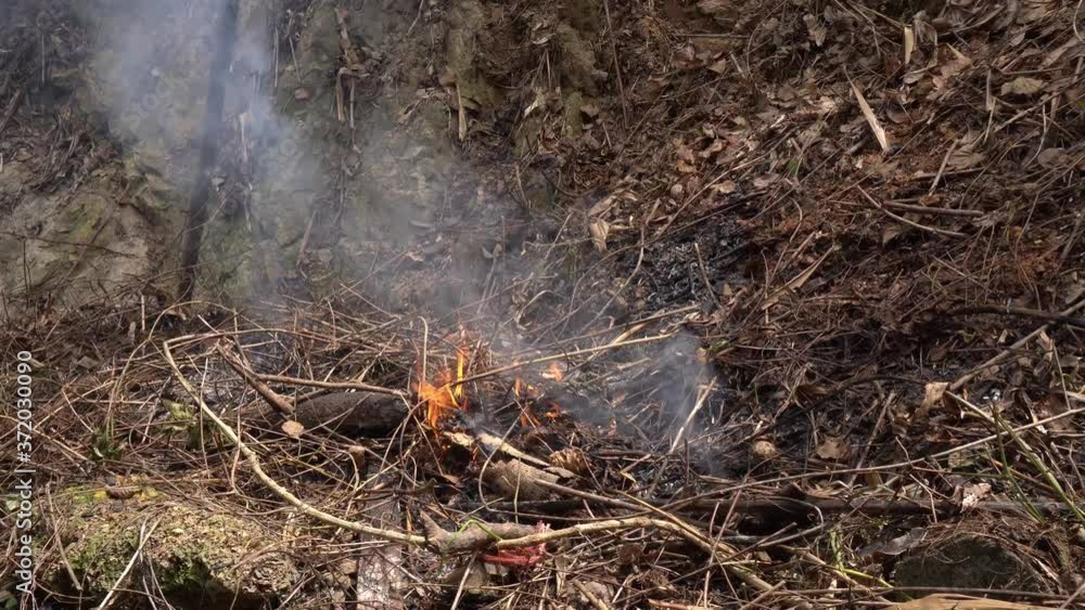 Burning forests damages the ecosystem. Burning forests damages the ecosystem.