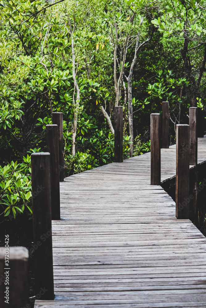 Beautiful wooden bridge in the mangrove forest. Beautiful wooden bridge in the mangrove forest.