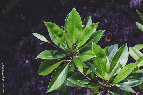 Mangrove tree, Beautiful mangrove leaf,Mangrove forest in thailand photo