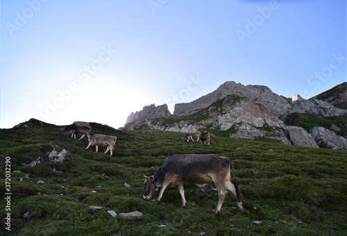 beautiful brown cows stand on the alpine meadow in the swiss mountains with a bright blue sky