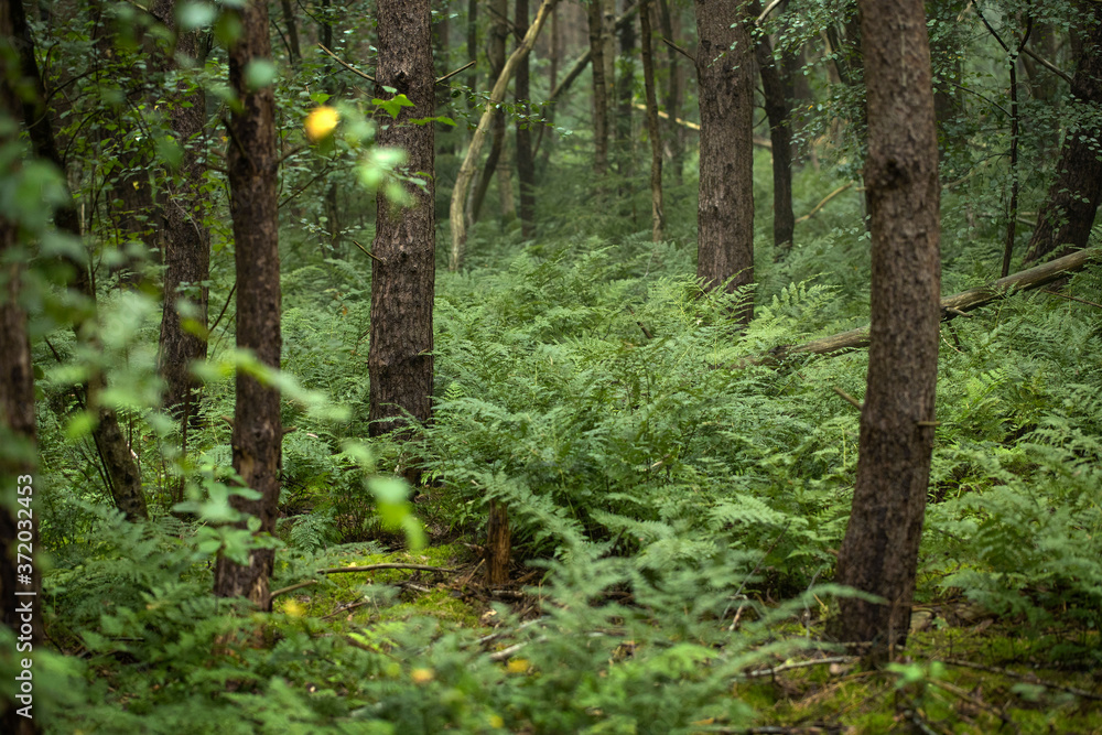 Pinetrees and ferns. Forest Echten Drenthe Netherlands