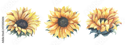 Watercolor sunflowers collection. Sunflower set. 