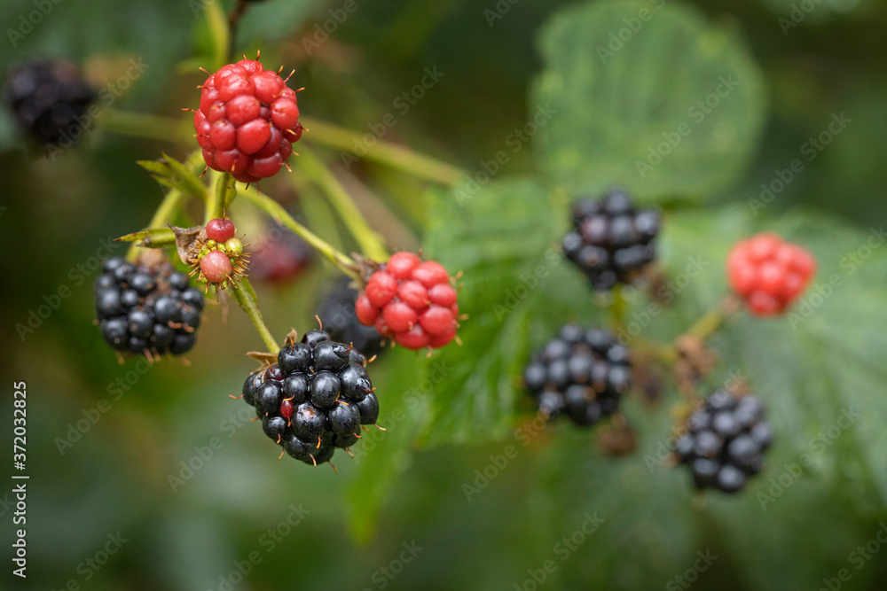 Blackberry. Forest Echten Drenthe Netherlands Blackberry. Forest Echten Drenthe Netherlands