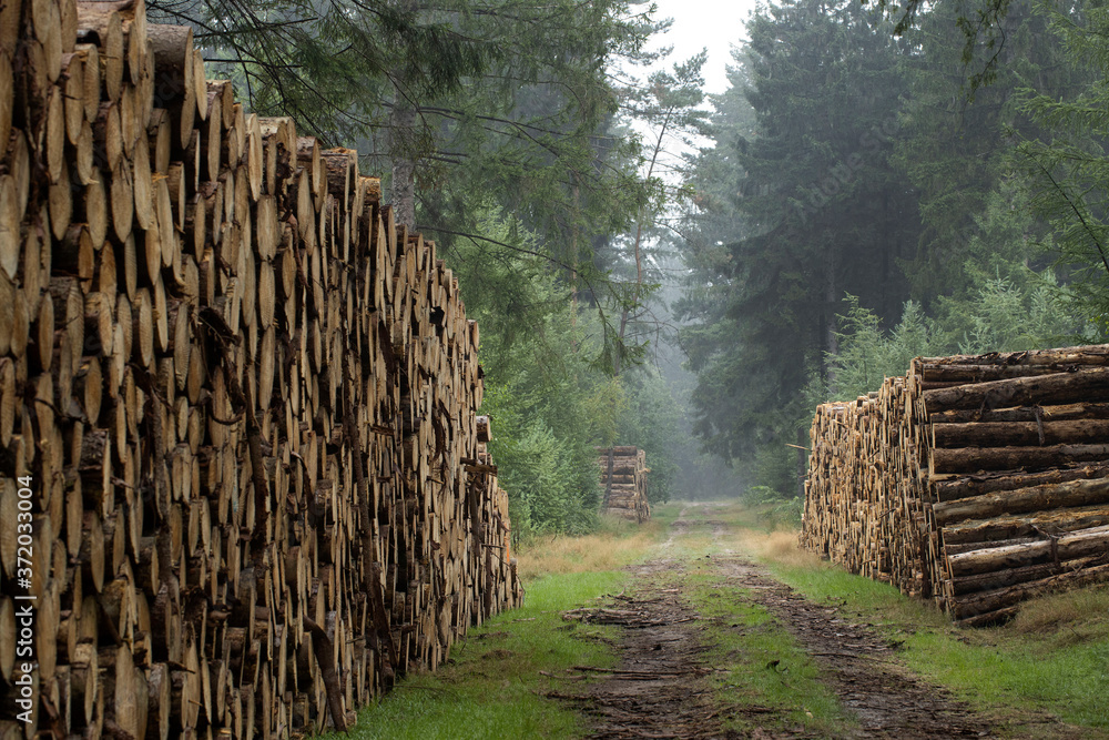 Forestry. Forest Echten Drenthe Netherlands. Piles of wood. Pinetrees. Cut pinetrees