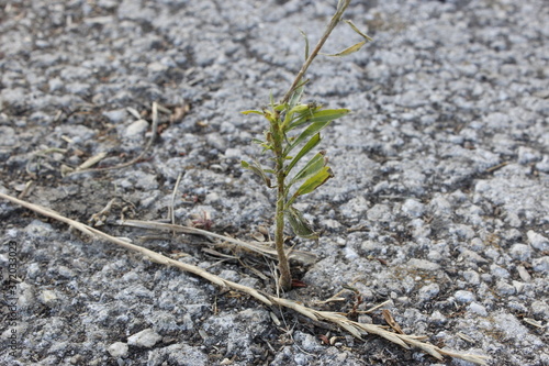 The plant grows through the asphalt