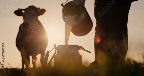 Canvastavla Farmer pours milk into can at sunset, in the background of a meadow with a cow
