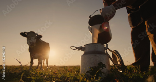Obraz na płótnie Farmer pours milk into can at sunset, in the background of a meadow with a cow