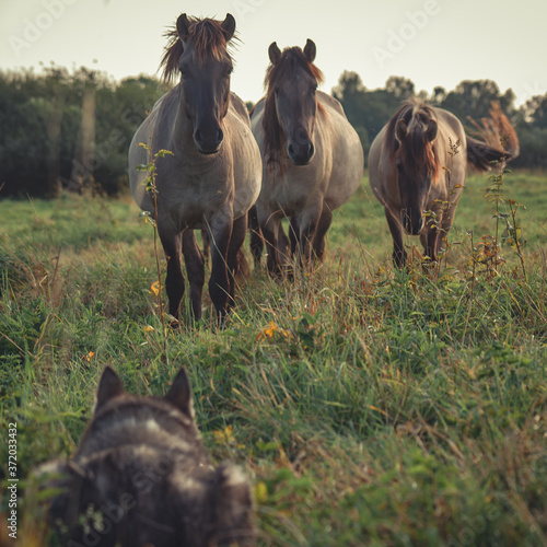 three horses in the field and husky dog hiding in grass © Neils