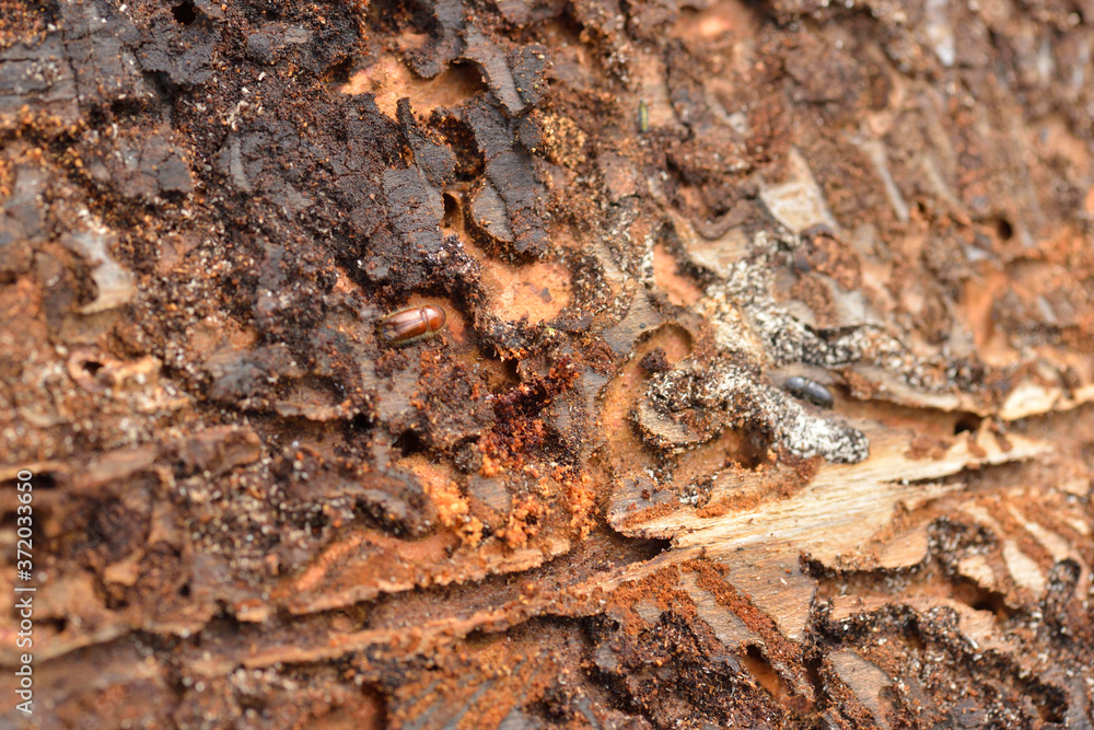 Buchdrucker oder Großer achtzähniger Fichtenborkenkäfer (Ips typographus)	