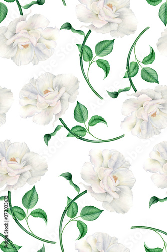 Vintage watercolor pattern with realistic white pink roses on a white background
