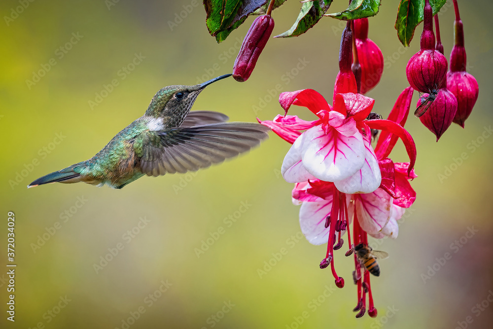 Naklejka premium hummingbird on flower