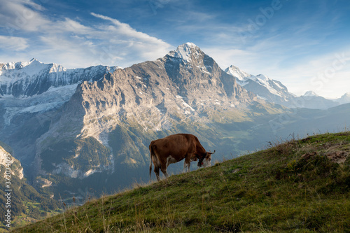 Cattle on a mountain pasture. Colorful morning view of Bernese Oberland Alps, Grindelwald village location. Schreckhorn summit in the morning sun. Switzerland, Europe. Beautiful landscape in summer. © Michal