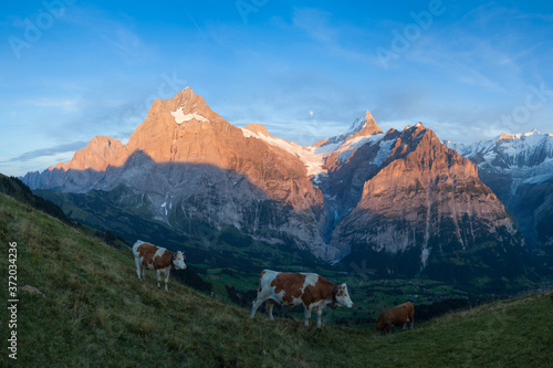 Cattle on a mountain pasture. Colorful morning view of Bernese Oberland Alps  Grindelwald village location. Schreckhorn summit in the morning sun. Switzerland  Europe. Beautiful landscape in summer.