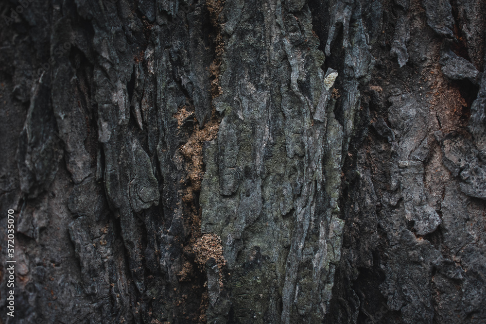 bark of a tree2 bark of a tree2
