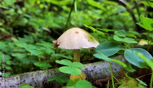 Still light-colored cap of Psathyrella Candolleana above tender, low-growing green grass in the shade of temperate deciduous forest. photo