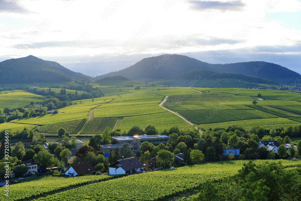 Vineyard near Ilbesheim in the Pfalz, Germany