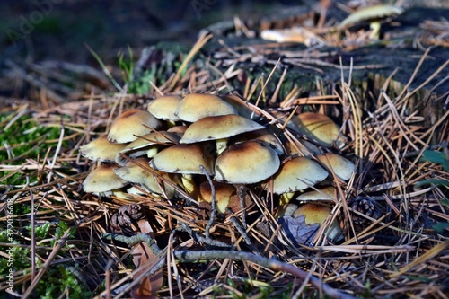 Hypholoma mushrooma are growing photo