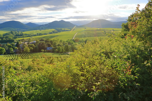 Vineyard near Ilbesheim in the Pfalz  Germany