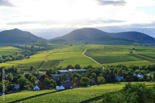 Vineyard near Ilbesheim in the Pfalz  Germany