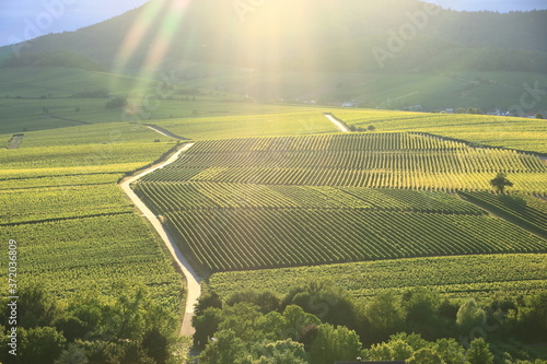 Vineyard near Ilbesheim in the Pfalz, Germany photo