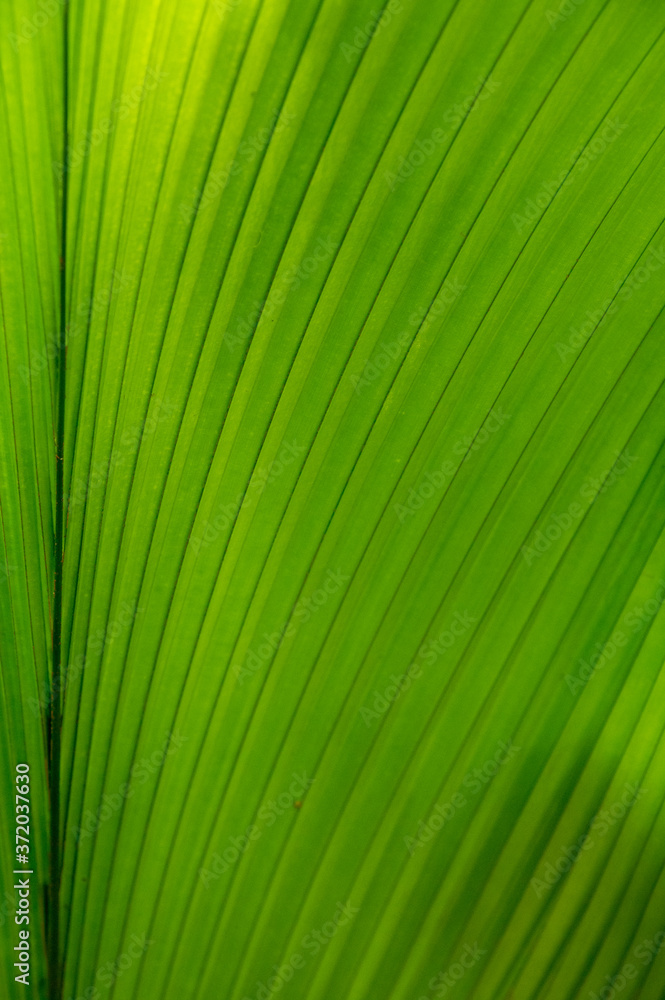 Aufgefächertes frisch grünes Palmenblatt, Close-up Aufgefächertes frisch grünes Palmenblatt, Close-up