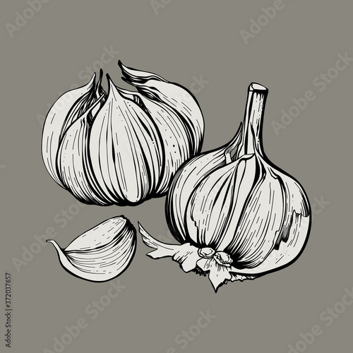 Garlic hand drawing vector illustration. Isolated vegetables. Engraved style object. Vegetarian food sketch. Agricultural market product. Great for menus, labels, badges.