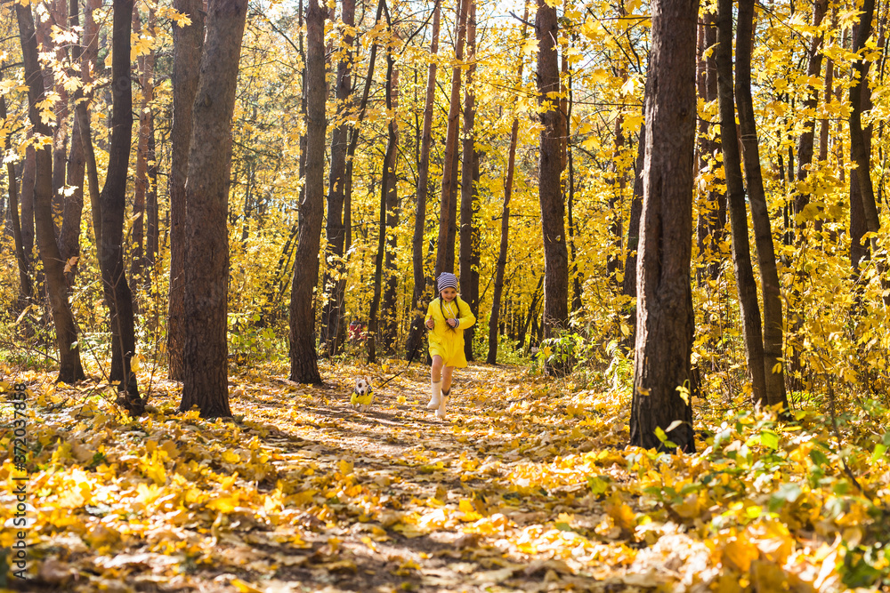 Child plays with Jack Russell Terrier in autumn forest. Autumn walk with a dog, children and pet concept. Child plays with Jack Russell Terrier in autumn forest. Autumn walk with a dog, children and pet concept.