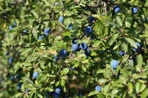 Blue berries of blackthorn ripen on bushes