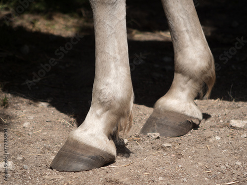 Close up of barefoot white horse.