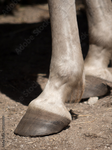 Vertical Close up of barefoot white horse.