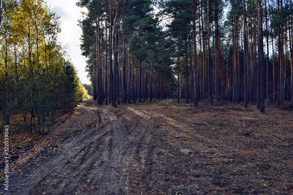 The way in the forest in Poland The way in the forest in Poland