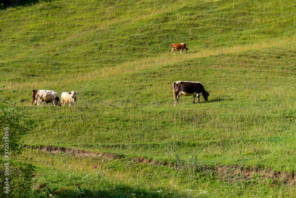 Lots of cows in a mountain green pasture