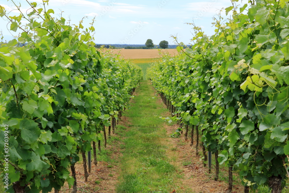 Rows with white wine grape plants in the palatinate in Germany Rows with white wine grape plants in the palatinate in Germany