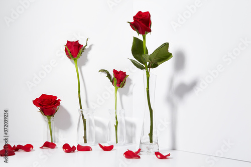 Red rose on white background.  