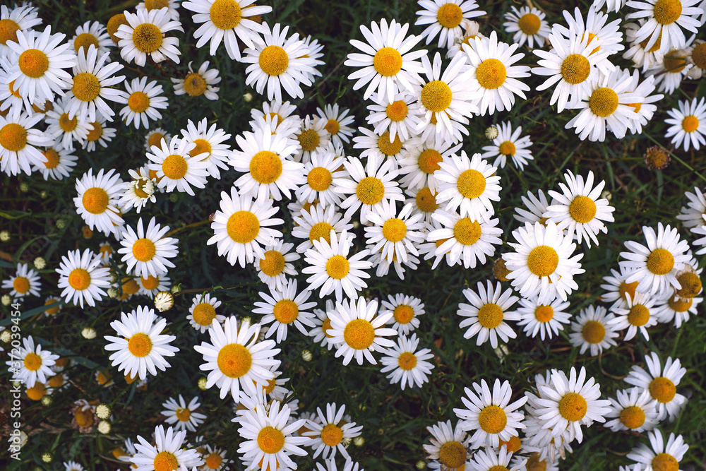 Wild daisy flowers growing on meadow. Flower background. White daisies in the summer day. Wild daisy flowers growing on meadow. Flower background. White daisies in the summer day.