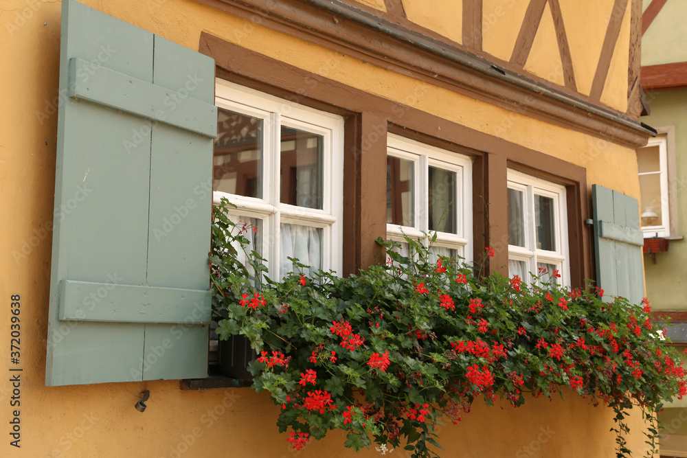 Beautiful red geranium blooms on shuttered windows Beautiful red geranium blooms on shuttered windows