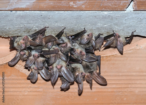 Stampa su tela Group , colony, nursey of Brown long-eared bat (Plecotus auritus)