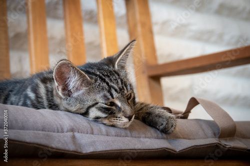 grey striped European shorthair cat lies comfortably on a bench