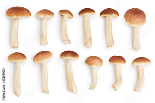 honey fungus mushrooms isolated on white background with clipping path. Top view. Flat lay. Set or collection