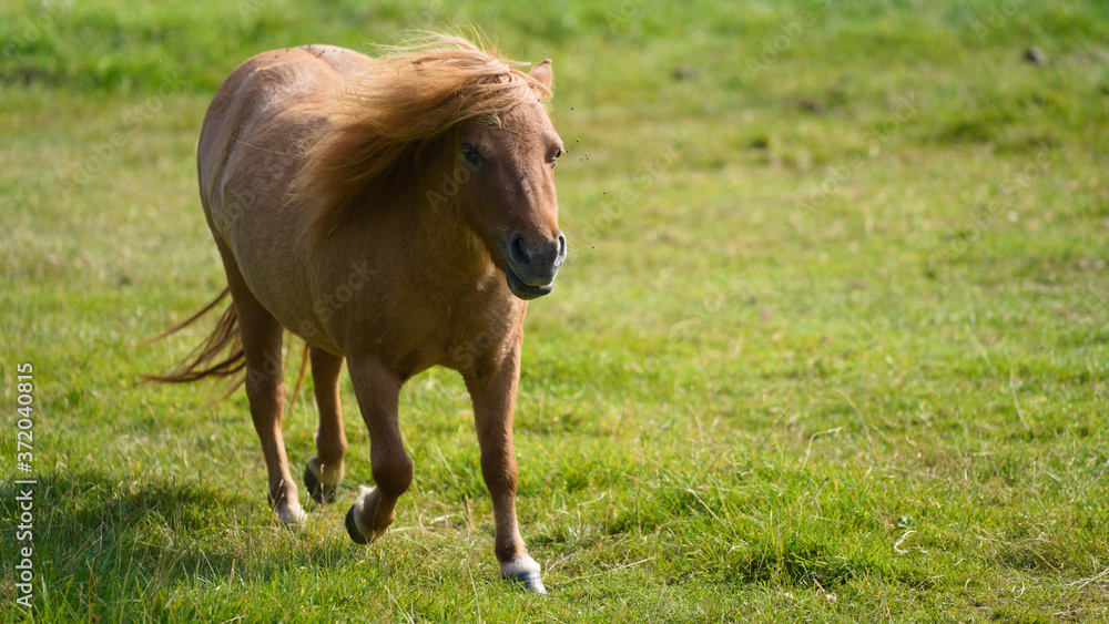 Shetland pony running towards the camera Shetland pony running towards the camera