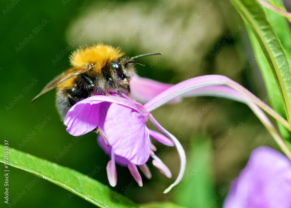 Bumblebee collects nectar from flowers.