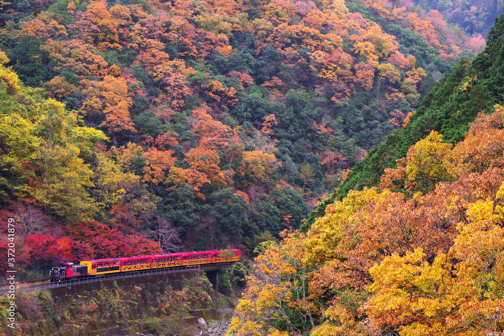秋の京都 保津峡の紅葉とトロッコ列車 Stock Photo Adobe Stock